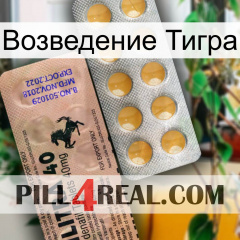 Возведение Тигра 41